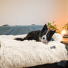 Schluss mit schlaflosen Nächten: Wie beruhigende Hundebetten deinen Hund schlafen lassen!